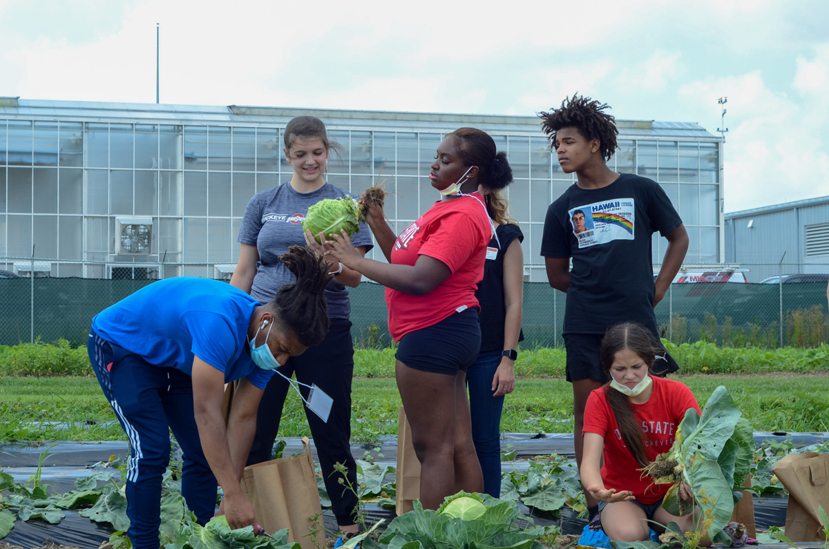 Five people harvest cabbage at farm