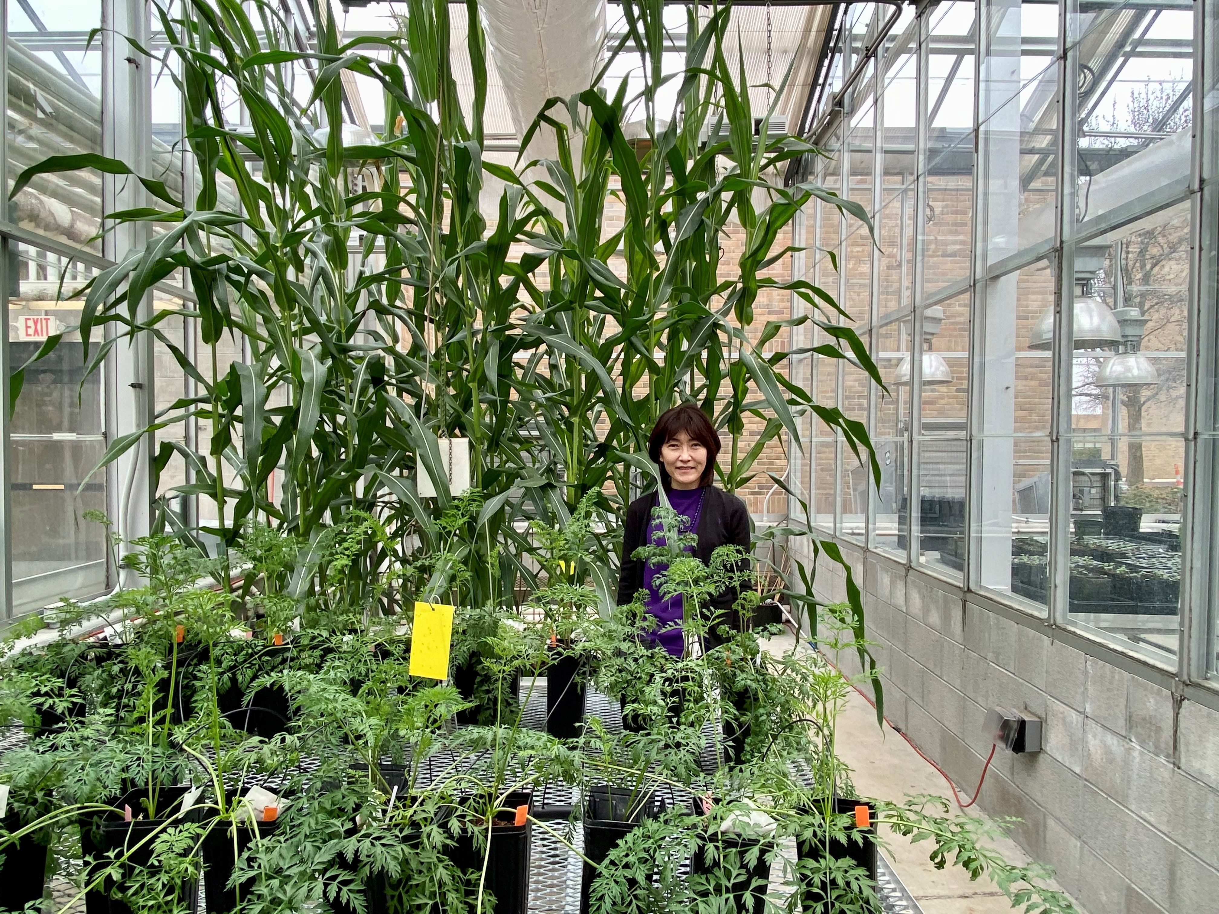 Jiyoung Lee in greenhouse