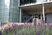 Cunz Hall with lavendar plants in bloom