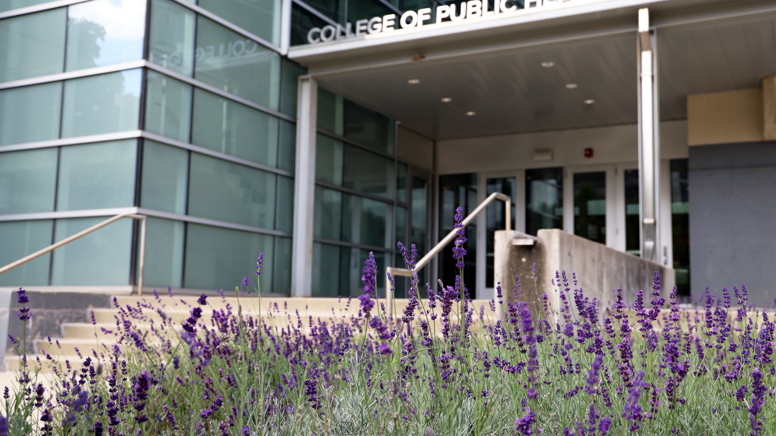 Cunz Hall with lavendar plants in bloom