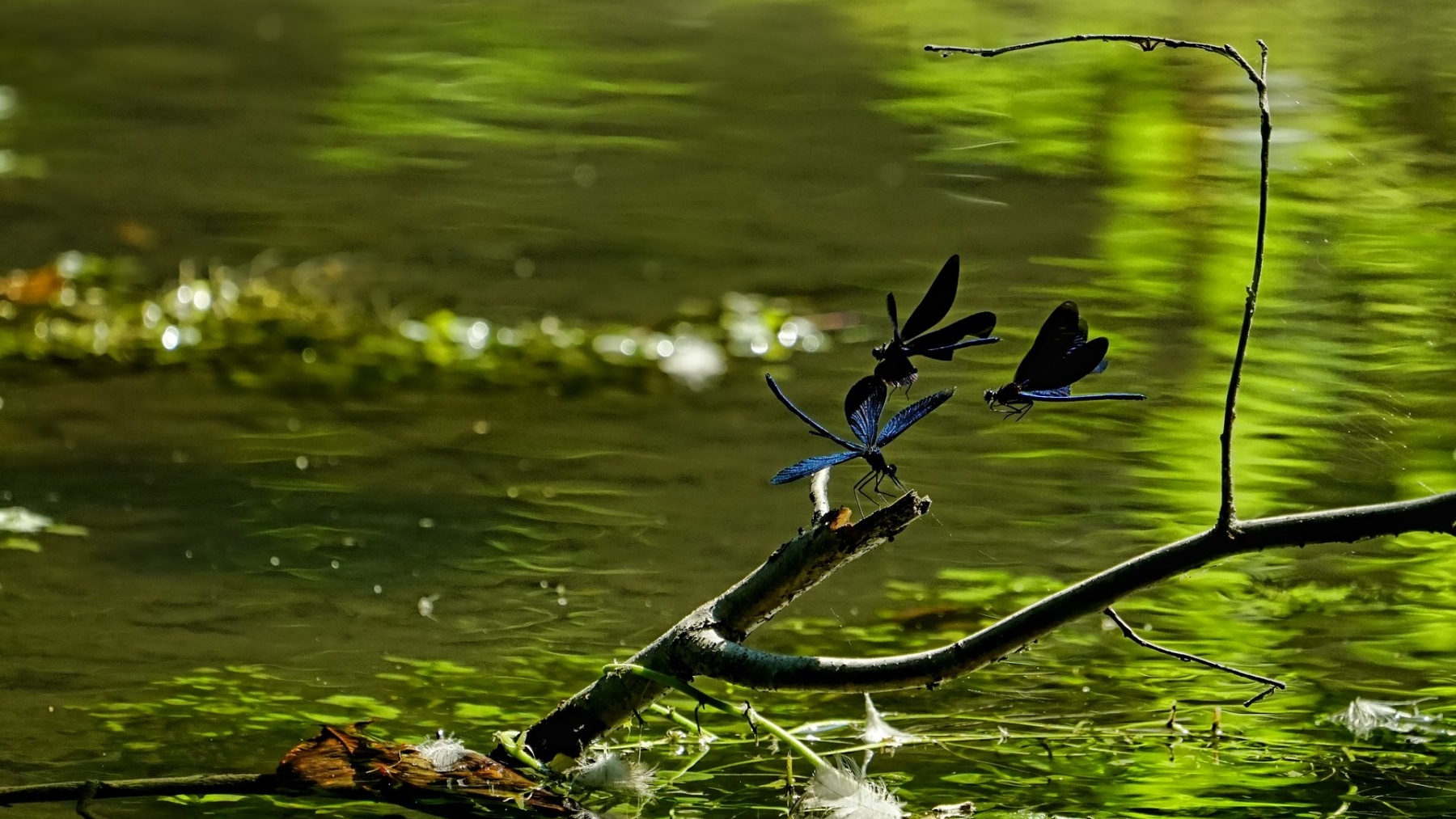 algal blooms in river