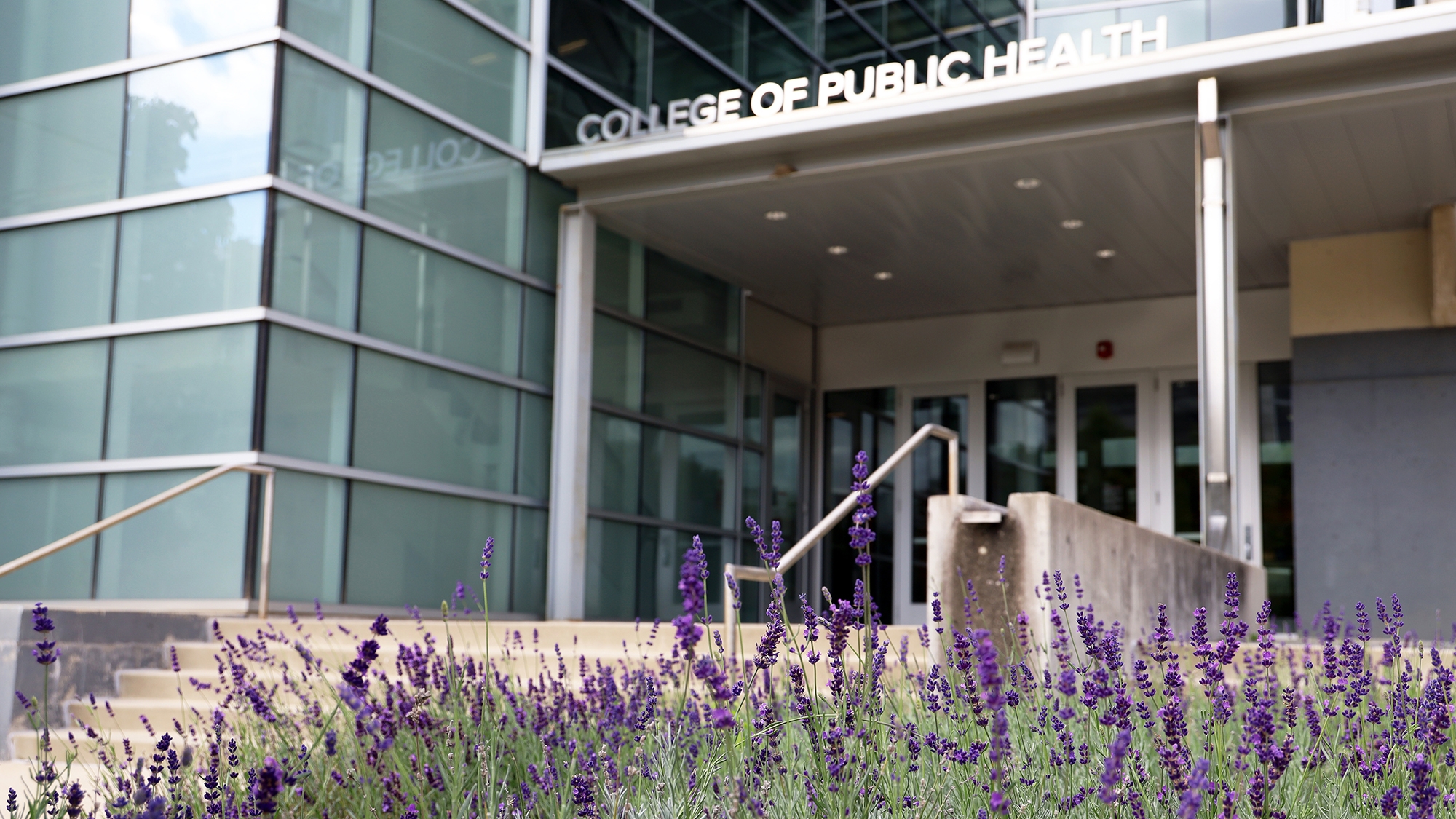 Purple flowers with Cunz Hall in the background