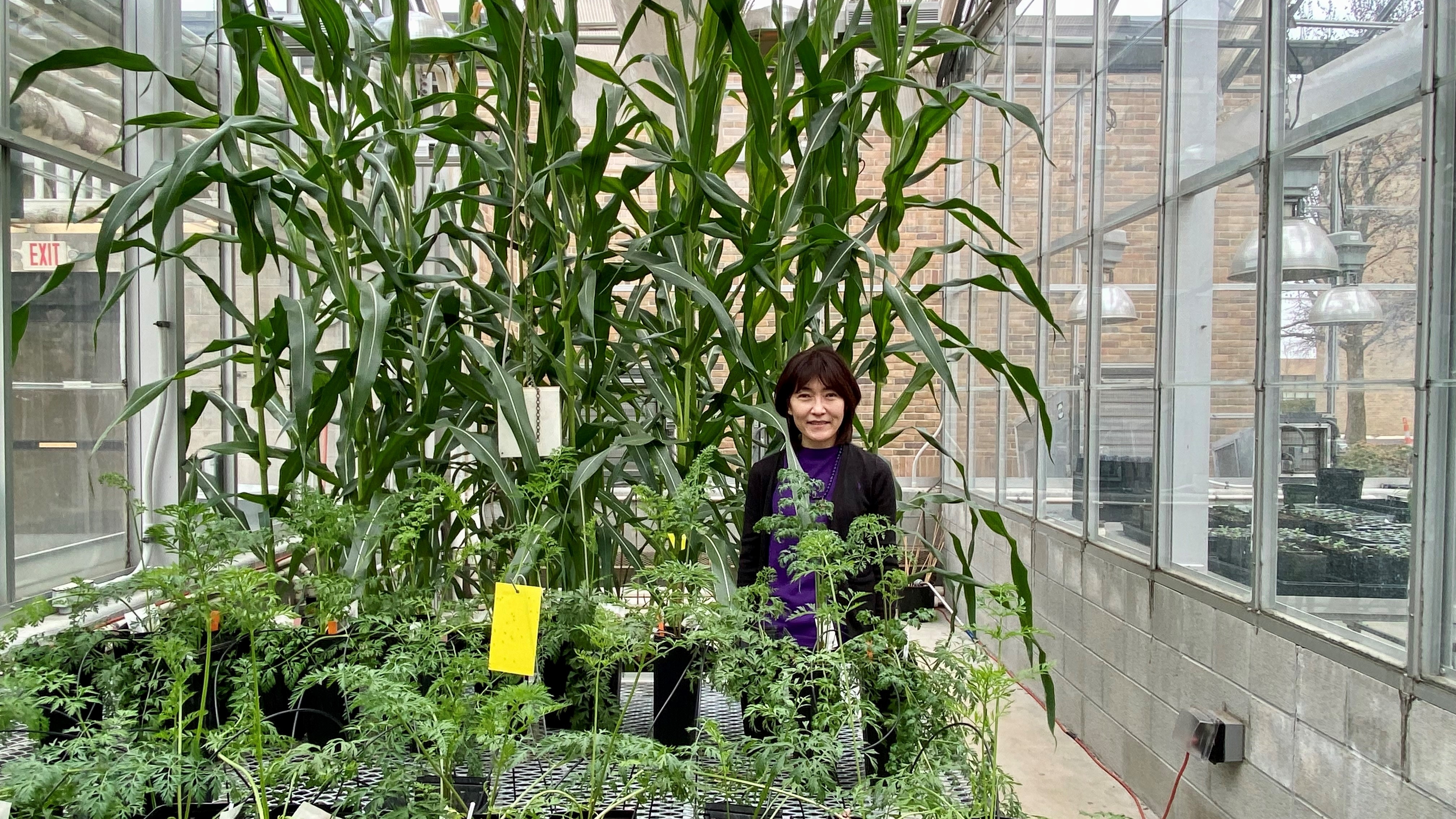 Jiyoung Lee in greenhouse