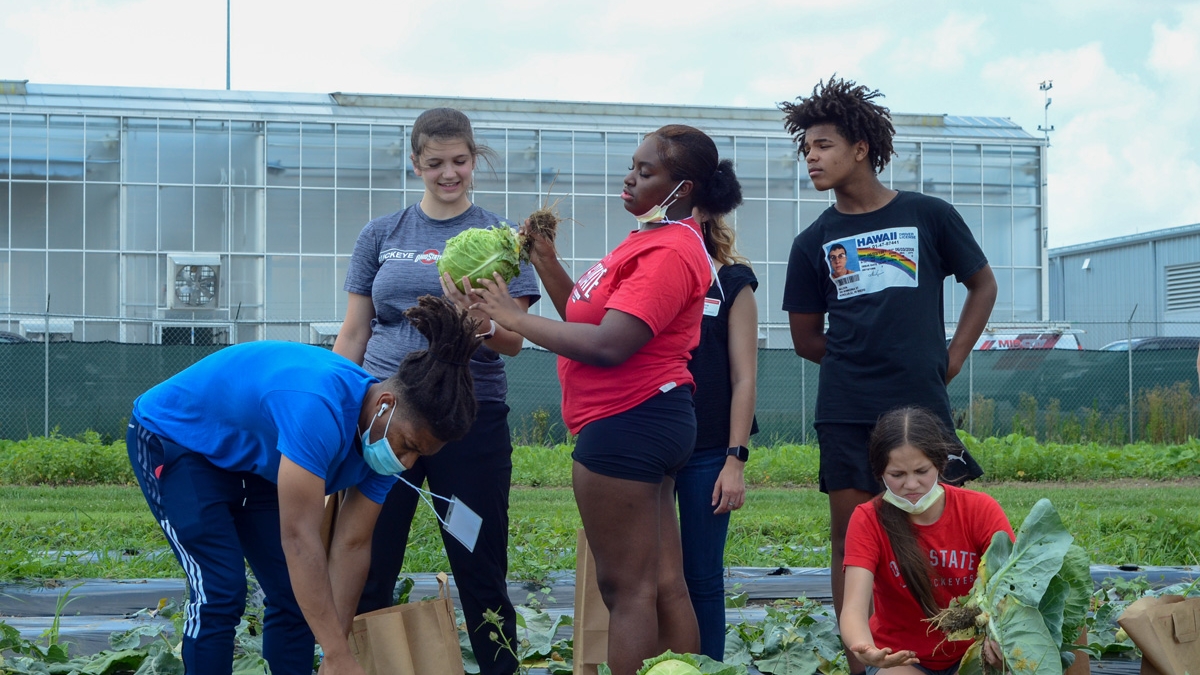 Five people harvest cabbage at farm