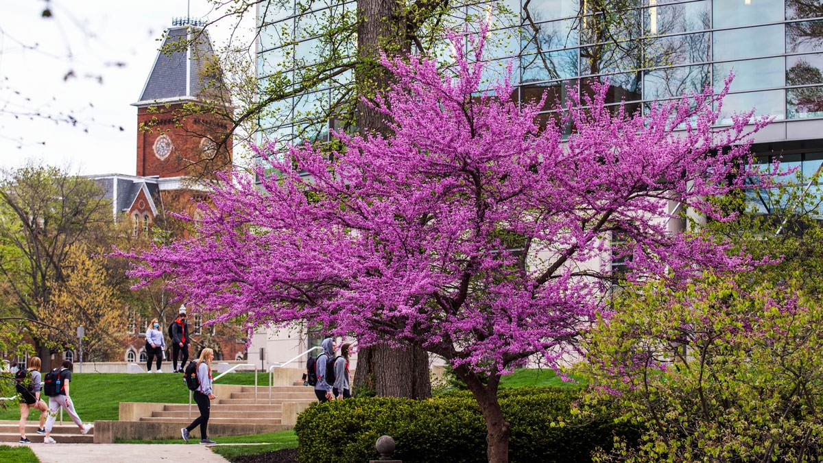 Blooming tree with purple flowers near Thompson Library