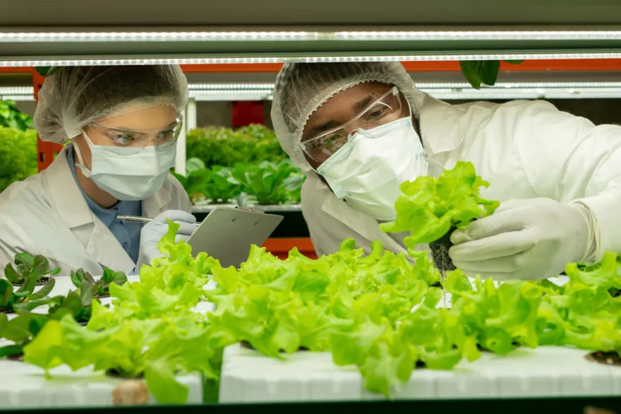 Two food safety professionals examine lettuce plants