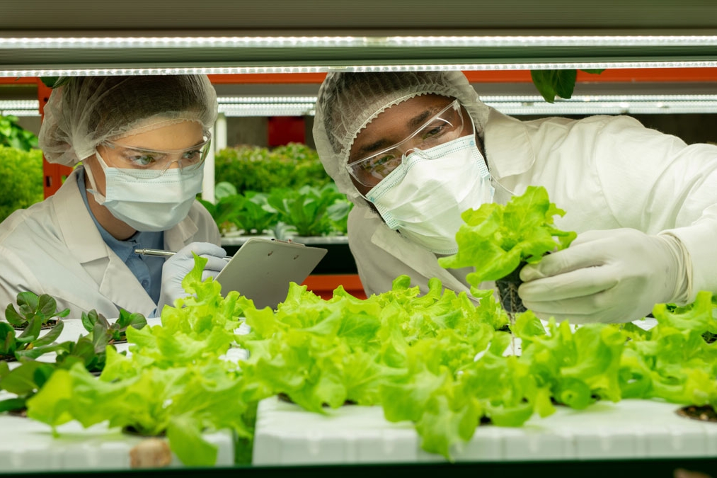 Two food safety professionals examine lettuce plants