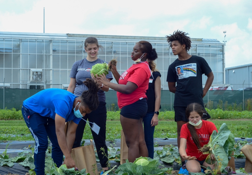 Five people harvest cabbage at farm