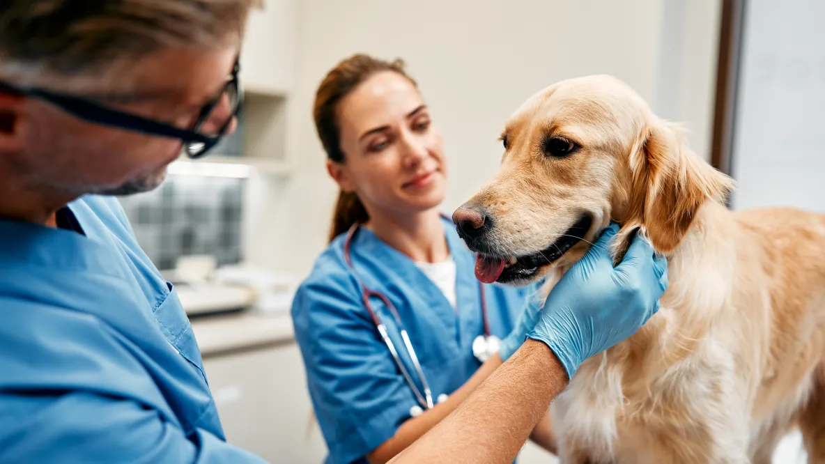 Vets examining a dog